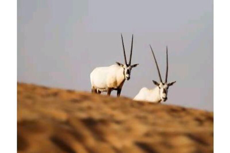 A reader is impressed by the work being done in the UAE to return the oryx to the wild. Sarah Dea / The National