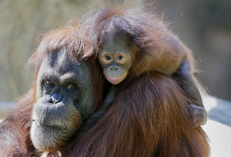 Three species of orangutan – the Bornean, the Sumatran and the Trapanuli, are all critically endangered. EPA