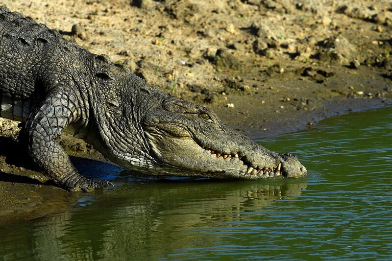 A crocodile enters in the water at the Yala National Park in the southern district of Yala, some 250 km southwest of Colombo, Sri Lanka. AFP