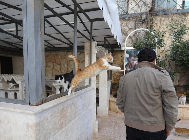 A cat jumps on Mohammed Alaa al-Jaleel's shoulder at Ernesto's Cat Sanctuary. AFP
