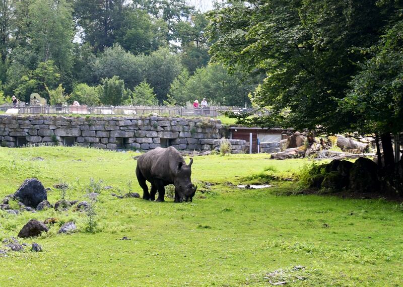 A rhinoceros in its enclosure at the Zoo Salzburg. Another rhino there attacked and killed one zookeeper and severely injured another on Tuesday. AFP