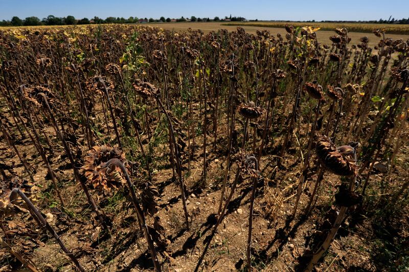 Sunflowers suffer from the lack of water in Beaumont du Gatinais, France. AP