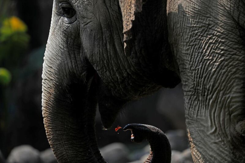 An elephant eats fruit ice cream in the heat of summer at the La Aurora Zoo in Guatemala City, Guatemala. EPA