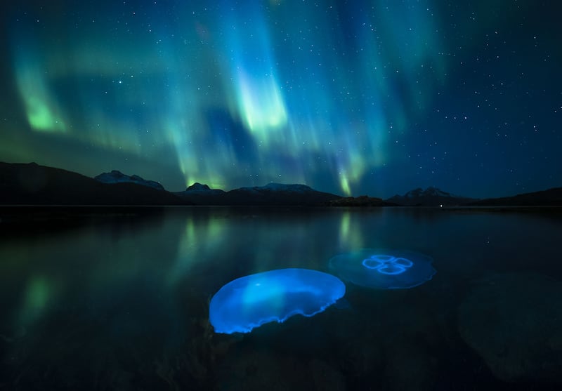 Aurora Jellies by Audun Rikardsen, from Norway, of moon jellyfish in a fjord outside Tromso illuminated by the aurora borealis, was also highly commended. Audun Rikardsen / PA