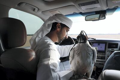 DUBAI , UNITED ARAB EMIRATES , November 26  – 2018 :- Mohammed Al Kamda with one of his falcon at the farm in Al Awir in Dubai. ( Pawan Singh / The National ) For News. Story by Nick Webster