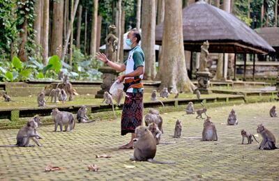 Deprived of their preferred food source - the bananas, peanuts and other goodies brought in by the tourists now kept away by the coronavirus - hungry monkeys on the resort island of Bali have taken to raiding villagers’ homes in the search for something tasty.  AP Photo / Firdia Lisnawati