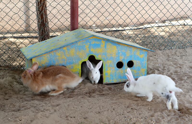 Ms Whileman said the farm has taken in rescued animals, such as rabbits, that people were unable to care for at home