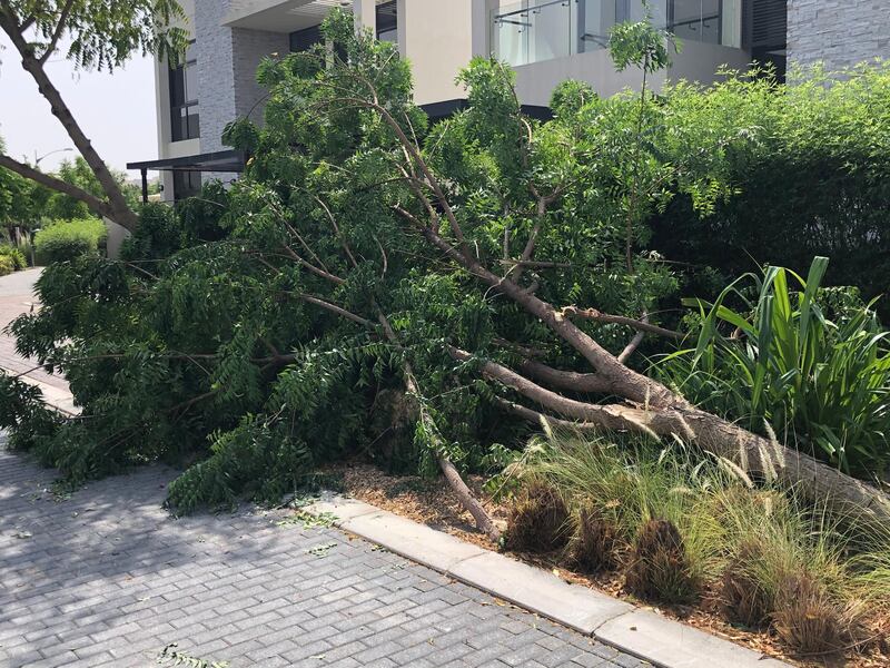 High winds uprooted trees across Dubai on Sunday, with Meydan and the Damac Hills some of the worst-hit communities. The National