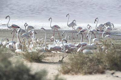 ABU DHABI, UNITED ARAB EMIRATES. 11 AUGUST 2017. The Al Wathba Wetland Reserve. The reserve is the second most successful breeding site, where 1,228 Greater Flamingos breed during the winter. For a story on the 36 Greater Flamingo key wintering and breeding sites across the UAE. (Photo: Antonie Robertson/The National) Journalist: Roberta Pennington. Section: The National.