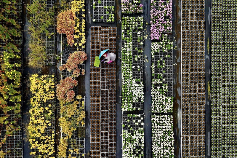 A farmer sorts potted plants in the Daxi district of the northern city of Taoyuan, Taiwan. AFP