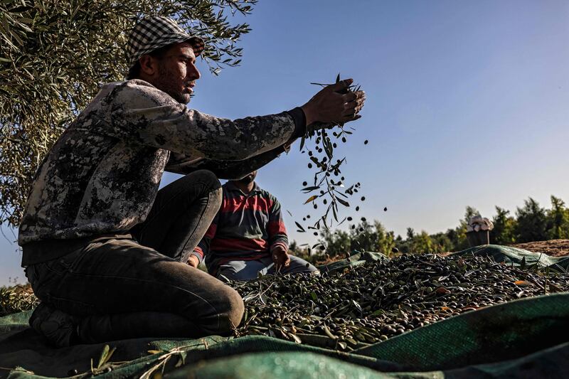 A Palestinian farmer harvests olives at the Nuseirat refugee camp in central Gaza.