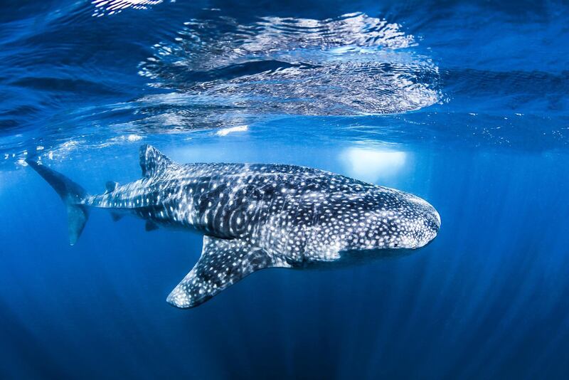 ISLA MUJERES, MEXICO - SEPTEMBER 1: A Whale Shark seen on September 1, 2015 near Isla Mujeres, Mexico.

MAJESTIC whale sharks swim in the Caribbean Sea as stunned snorkelers watch on. Characterised by their enormous open mouths, the gentle giants are the largest living cartilaginous fish in our oceans but pose no threat to humans. Texas-based underwater photographer Ken Kiefer captured the images while snorkeling near Isla Mujeres off the coast of Mexico.

PHOTOGRAPH BY Ken Kiefer / Barcroft India

UK Office, London.
T +44 845 370 2233
W www.barcroftmedia.com

USA Office, New York City.
T +1 212 796 2458
W www.barcroftusa.com

Indian Office, Delhi.
T +91 11 4053 2429
W www.barcroftindia.com (Photo credit should read Ken Kiefer / Barcroft India / Barcroft Media via Getty Images)