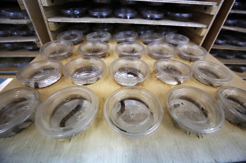 The insects are ready for sale when they have grown to a size of about 6cm, three months after hatching. AFP