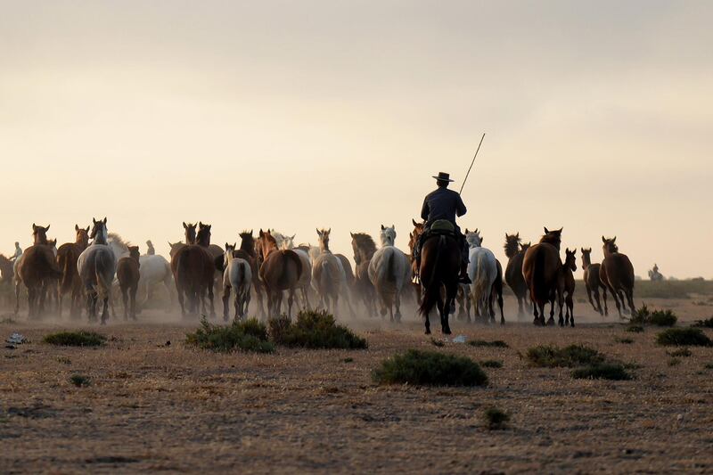 A Spaniard leads horses during the annual Saca de las Yeguas event at the Donana National Park in Andalusia. AFP