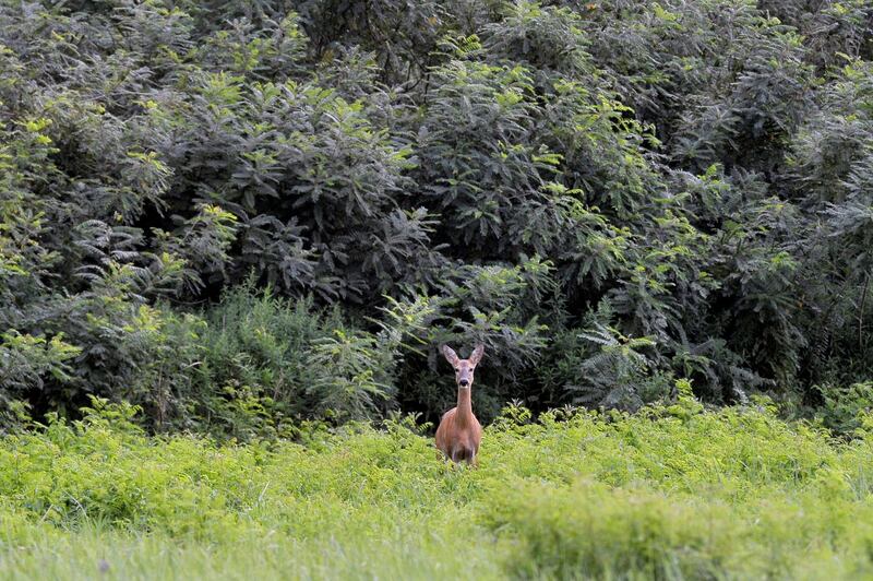 A roe deer stands in a field during the breeding season after it was lured by a decoy in the Nature Reserve of the Fishponds of Pacsmag, near Tamasi, Hungary. EPA