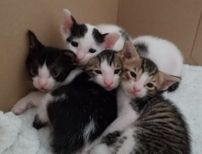 The four kittens rescued by Mohammed El Aazaoui. Photo: Mohammed El Aazaoui