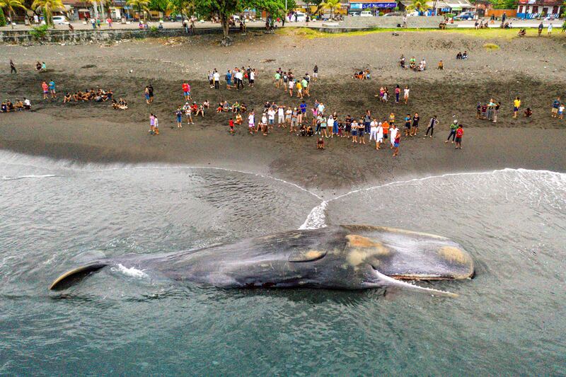 Villagers look at a dead sperm whale (Physeter Macrocephalus) stranded at Yeh Malet beach in Klungkung, Indonesia. AFP