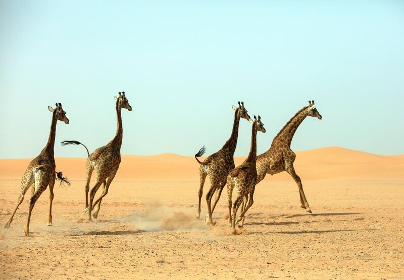 Eight giraffes have been born at Nofa Wildlife Park in Saudi Arabia. 