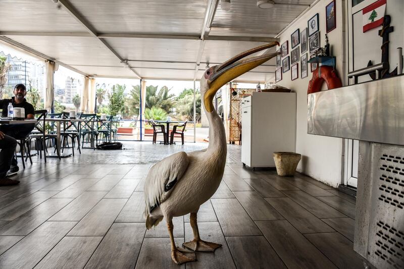 Beirut, Lebanon, 11 September 2020. Ovi the pelican in his adpoted home, Abou Mounir Fish Cafe. Elizabeth Fitt for The National