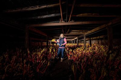 Cutting the plant by candlelight ensures the rhubarb retains its delicate pink shade. Courtesy Annabel's Deliciously British 
