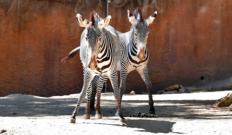 A pair of Grevy's zebras are seen at the Los Angeles Zoo.  AFP
