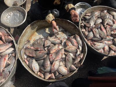 A fish saleswoman sits among trays of Nile tilapia at the market. As Egyptians contend with high food prices, informal markets have grown in popularity because they offer lower prices than supermarkets. Kamal Tabikha / The National