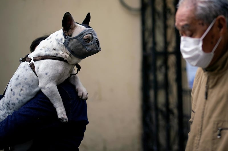 A dog wearing a mask is seen on a street following an outbreak of coronavirus in Shanghai, China. Reuters