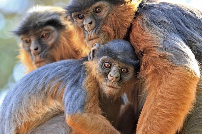 A group of Temminck's Red Colobus sits on a tree. IUCN via AP