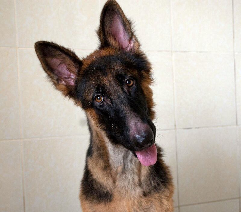 Morgan: A beautiful 2-year-old German Shepherd, Morgan is house trained and walks well on the lead. She was brought to us due to allergies and is ready to find her forever home now. She is fully vaccinated and neutered.