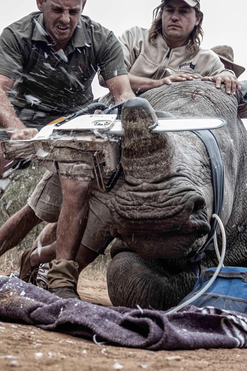 Neville Kgaugelo Ngomane - Desperate Measures (Limpopo, South Africa) It is unusual for someone like me to attend a dehorning. It is not easy to watch but this is a last ditch attempt to keep rhinos safe from poaching.