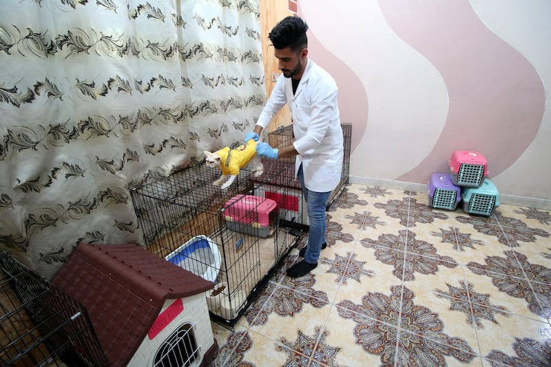 A veterinary medicine student puts clothes on a cat in a cat hotel in Basra. Essam Al Sudani / Reuters