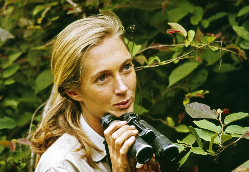 Jane Goodall in December 1965 on location in Gombe Stream National Park, Tanzania. Getty Images