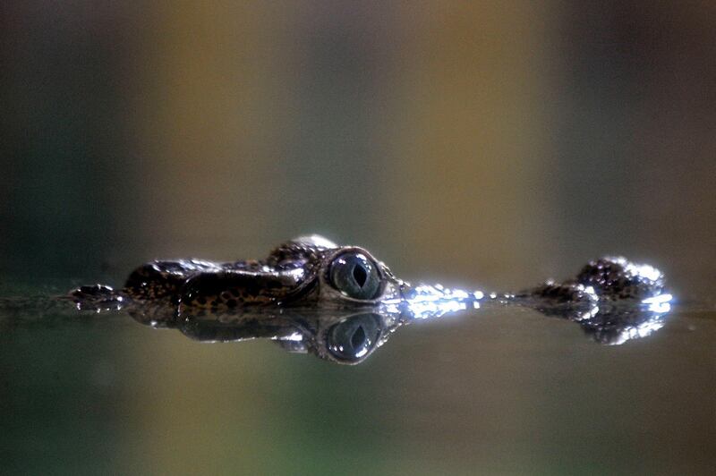 One of the five young Cuban or Diamond Crocodiles (Crocodylus rhombifer) arrived from Denmark is seen in the tropical house of Budapest Zoo in Hungary.  EPA