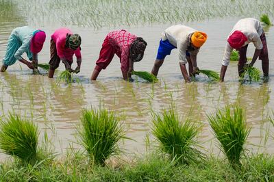 Farmer workers plant rice saplings in a paddy field on the outskirts of Amritsar in northern India. AFP