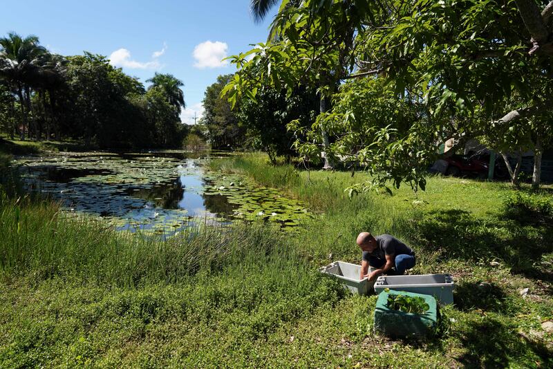 The International Union for the Conservation of Nature, which listed the species as critically endangered in 2008, says its assessment and population estimates need updating, but confirms long-standing concerns over the species' limited habitat.

