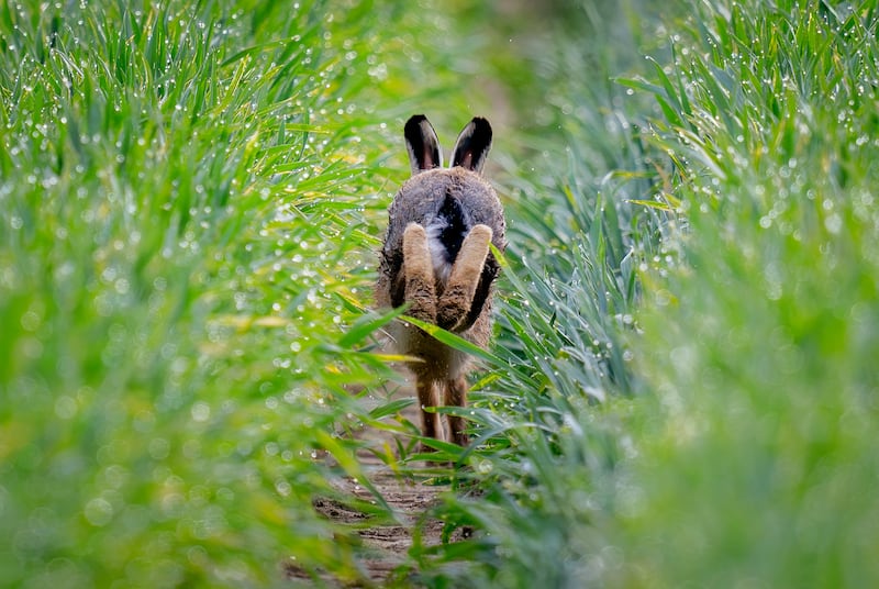 A hare runs in a field on the outskirts of Frankfurt. AP