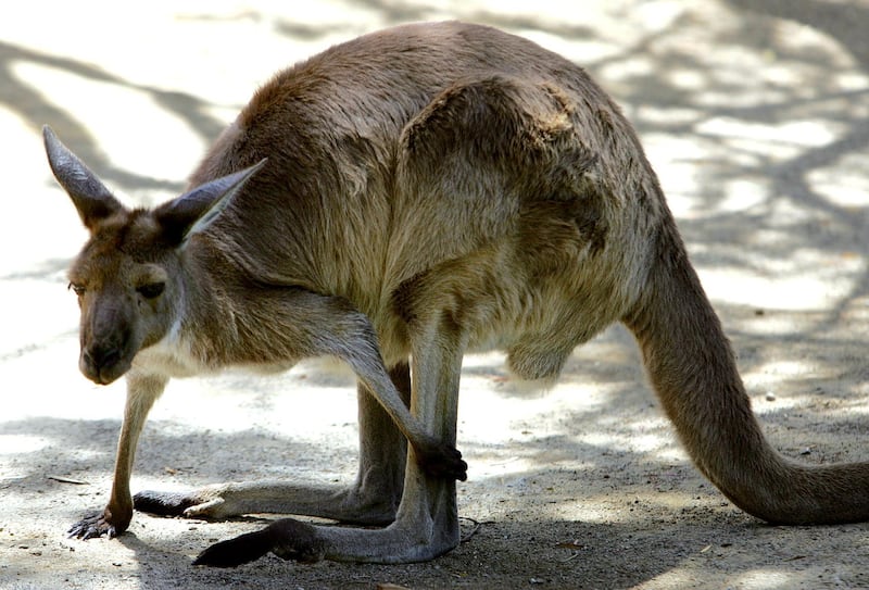 An Australian grey kangaroo scratches its leg at Sydney's Taronga Zoo December 6, 2005. Australian farmers could protect crops and property from mobs of wild kangaroos by scaring them off with the thumping sound of the animals' own large feet on the ground, a new study said.