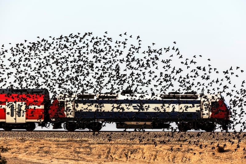 Starlings can be seen every winter in Israel as they arrive from Europe.
