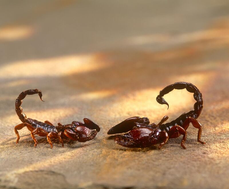 E6DFTG Two scorpions facing each other