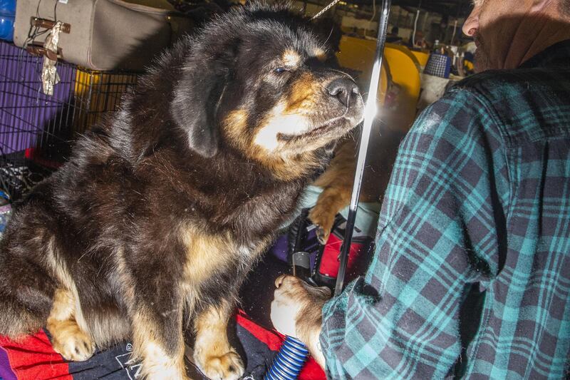 A Tibetan Mastiff named Kalhant is groomed before competing. Photo: Bloomberg