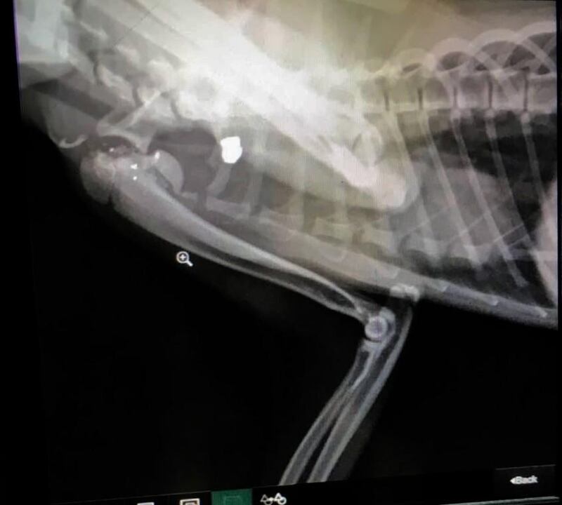 A bullet from an air rifle, lodged in Bruno's chest and close to his heart, is seen on X-ray