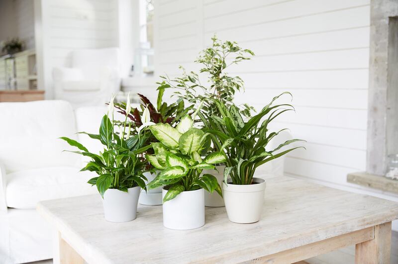 Group of plants on table. Getty Images