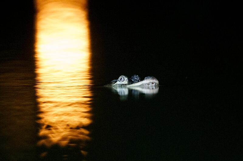 An alligator floats in the Humboldt Park Lagoon in Chicago. Officials couldn't say how the creature got there, but traps are being placed around the lagoon in hopes the animal will swim into one and be safely removed.  AP