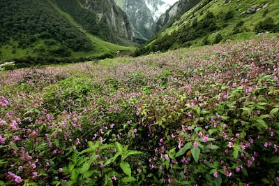 After months of being under snow, the Valley of Flowers National Park bursts into life during summer. EPA