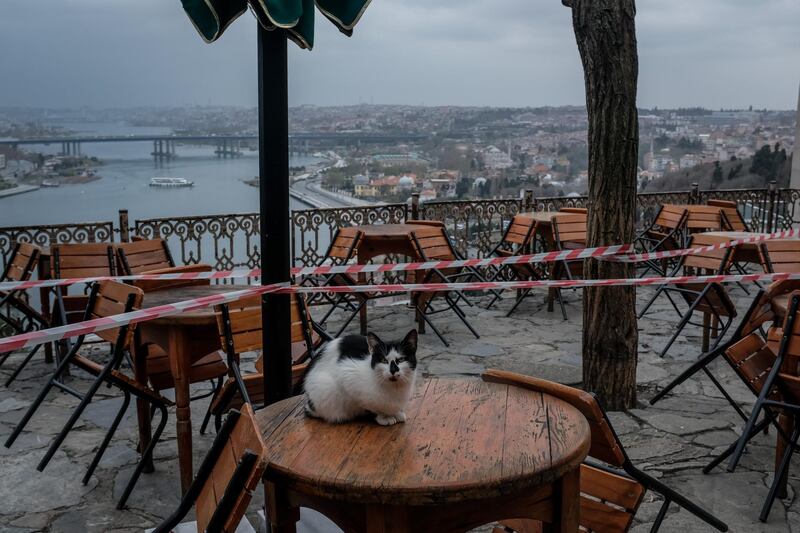 A street cat sits on a table sealed off from customers at Istanbul's famous Pierre Loti cafe in Istanbul, Turkey. Getty Images