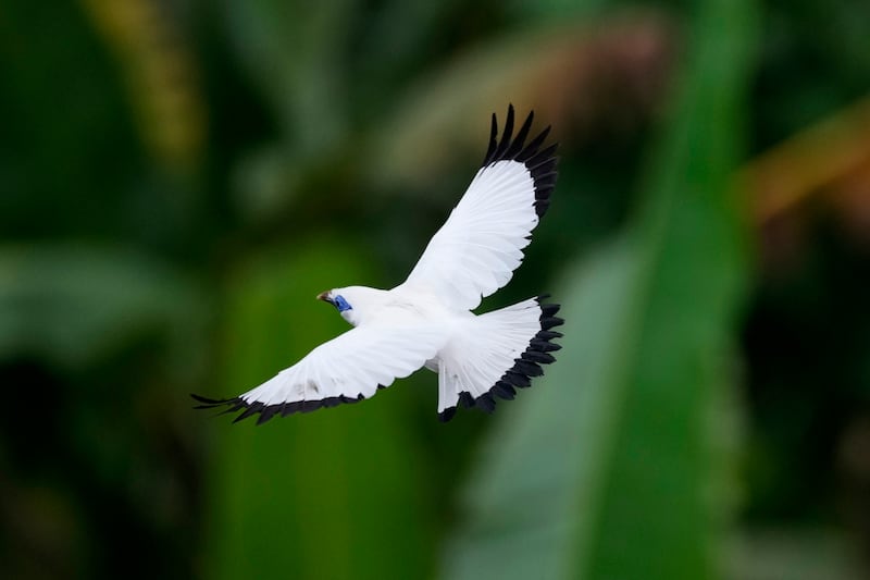 Bali mynahs are valued for their striking plumage and beautiful songs. AP