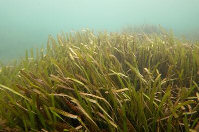 Conservationists globally, including those from the Homosassa River Restoration Project, are trying to restore seagrass. Joe Raedle / Getty Images / AFP
