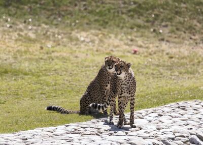 AL AIN, UNITED ARAB EMIRATES. 4 MARCH 2020.
Two rescued cheetas in Al Ain Zoo.

Four cheetah cubs were successfully rescued from its private owner on the UAE-Saudi border. These were turned over in Al Ain Zoo by the Ministry of Environment and Climate Change.

In a report by Emirates News Agency (WAM), Myyas Ahmed Al Quarqaz, General Curator of the Life Sciences Department at the zoo, said the center was included to take care of confiscated animals.

(Photo: Reem Mohammed/The National)

Reporter:
Section: