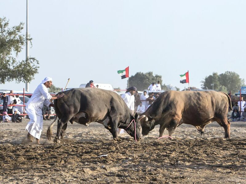FUJAIRAH, UNITED ARAB EMIRATES- Bull fighting in Fujairah corniche.  Leslie Pableo for The National