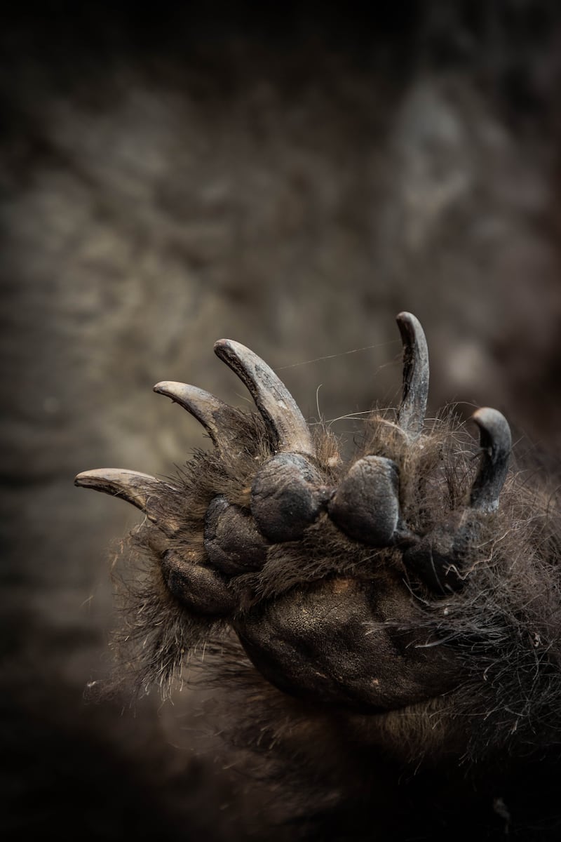 The paw of a bear – or could it be a yeti? – in Kham province, eastern Tibet 